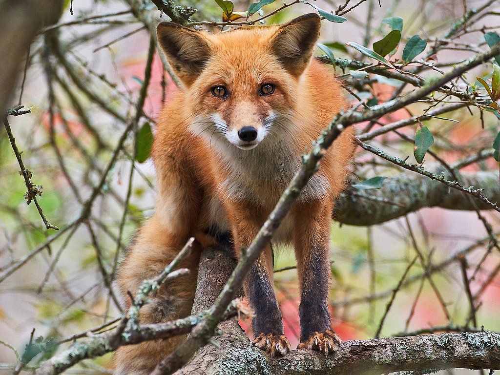 Red Fox in Tree